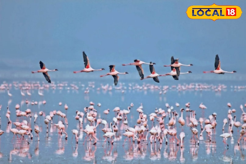 फ्लेमिंगो 