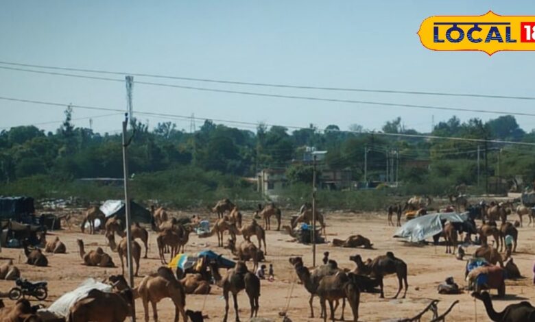 करौली महाशिवरात्रि पशु मेला 2026 की तारीख और तैयारी