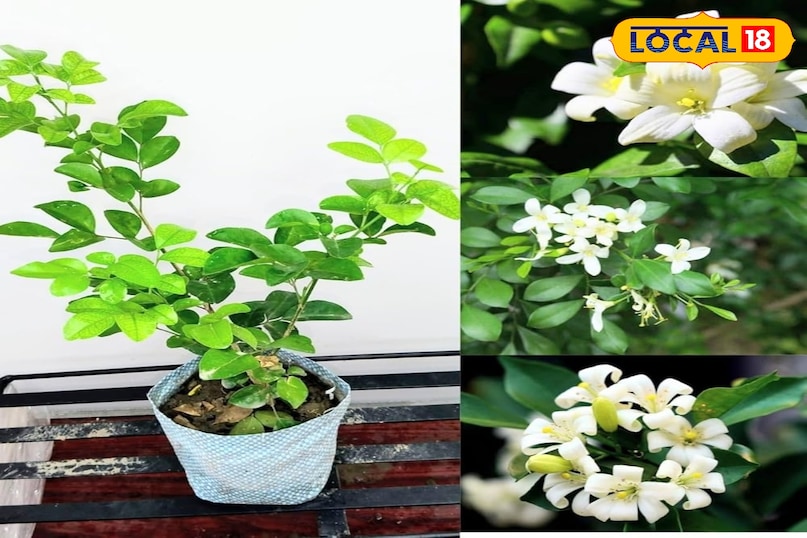 मधुकामिनी पौधा 