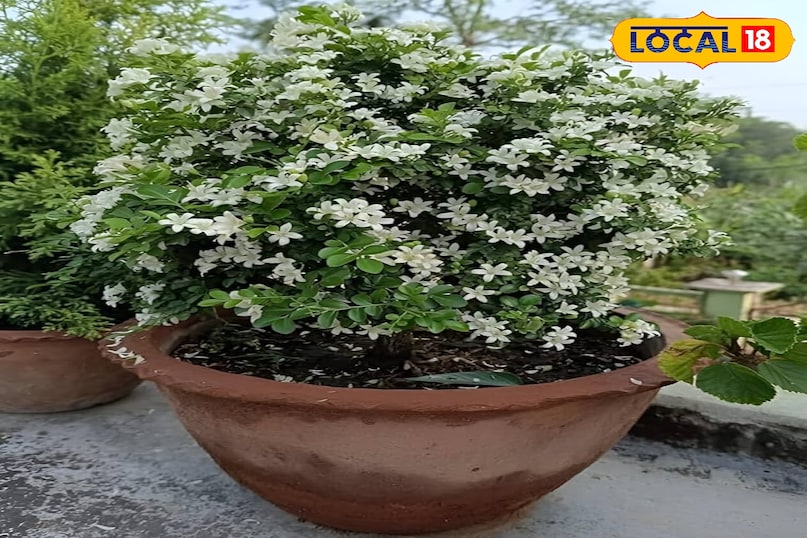 मधुकामिनी पौधा 