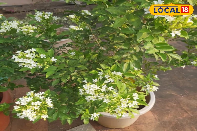 मधुकामिनी पौधा 