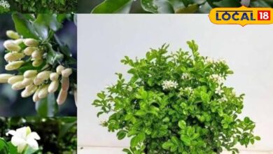 Gardening Tips: सफेद फूलों की खुशबू मधुकामिनी से सजेगा घर का गेट, मेहमान खुशबू से ही हो जाएंगे मंत्रमुग्ध!