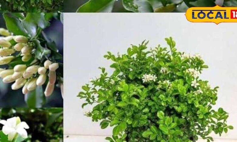 Gardening Tips: सफेद फूलों की खुशबू मधुकामिनी से सजेगा घर का गेट, मेहमान खुशबू से ही हो जाएंगे मंत्रमुग्ध!