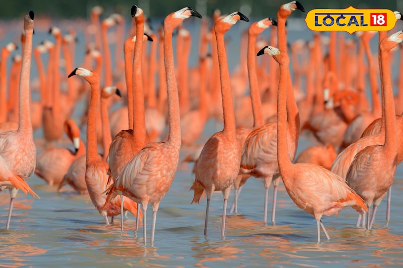 फ्लेमिंगो 