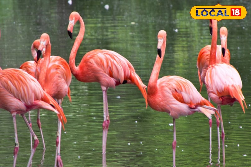 फ्लेमिंगो 