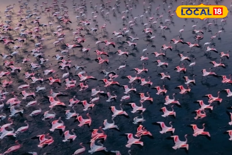 फ्लेमिंगो 