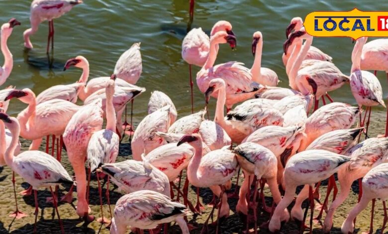 सांभर झील: राजस्थान का गुलाबी स्वर्ग जहां हर सर्दी हजारों फ्लेमिंगो बनाते हैं अपना अस्थायी घर!