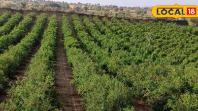 फसलों को पाले से बचाने के उपाय | Tips to Protect Crops from Frost and Cold Wave