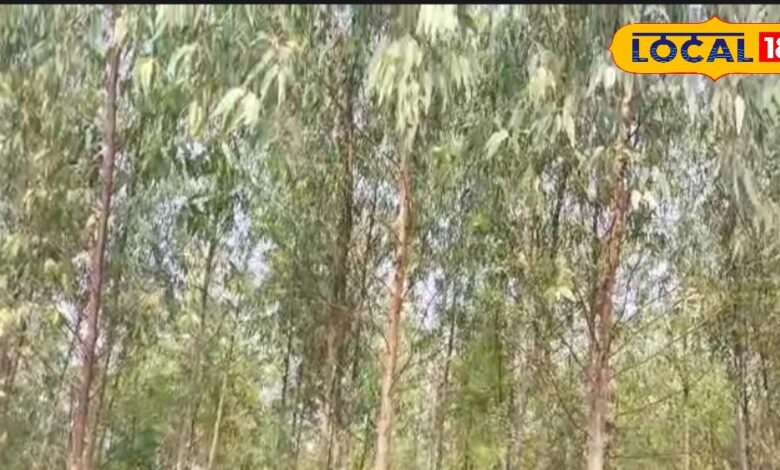 धौलपुर में सफेदा खेती से सुशील शर्मा ने कम लागत में 10 लाख कमाए