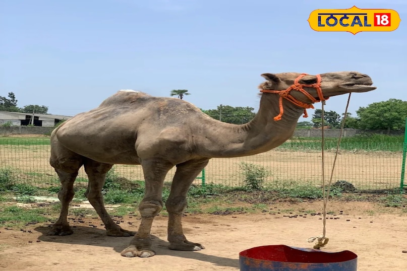 आनंदगढ़ में हर उम्र के लोगों के लिए कुछ न कुछ खास है। यहाँ 75 से अधिक मनोरंजक गतिविधियां उपलब्ध हैं। जहाँ बच्चे पारंपरिक खेलों का मजा ले सकते हैं वहीं बड़े भी अपने बचपन की यादों को ताजा कर सकते हैं। ऊंट की सवारी और राजस्थानी पारंपरिक कपड़ों में फोटो खिंचवाना यहाँ का मुख्य आकर्षण है।