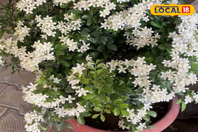 मधुकामिनी पौधा 