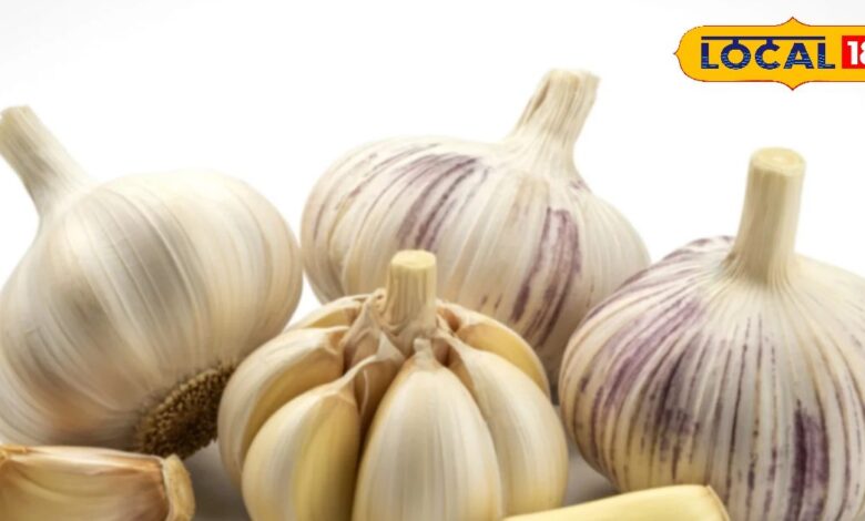 Garlic Benefits : सर्दियों में बार-बार पड़ रहे बीमार? लहसुन की कलियां रामबाण, नहीं खानी पड़ेगी दवा - Uttar Pradesh News