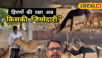 Ground Report: बिश्नोई समाज के लिए आस्था, शिकारियों के लिए निशाना, हिरणों की रक्षा अब किसकी जिम्मेदारी?