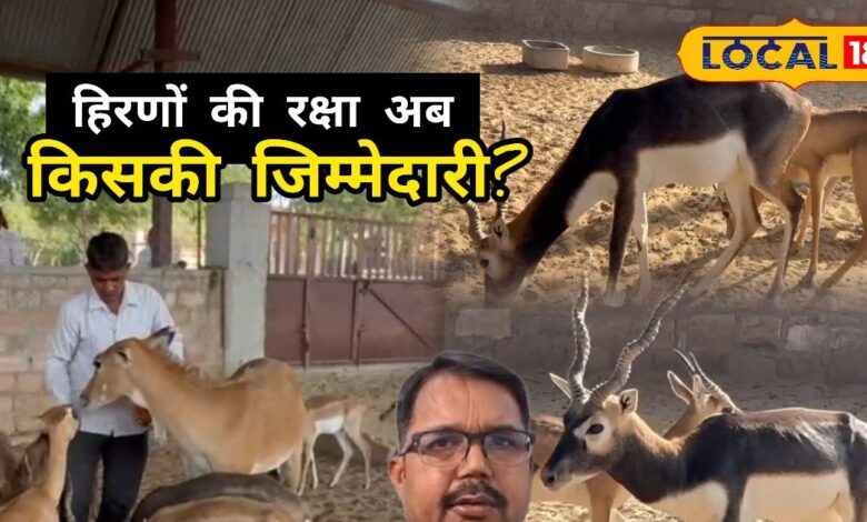 Ground Report: बिश्नोई समाज के लिए आस्था, शिकारियों के लिए निशाना, हिरणों की रक्षा अब किसकी जिम्मेदारी?