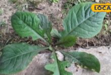 Health tips : घास-फूस समझकर न करें नजरअंदाज, औषधीय गुणों का खजाना है कुकरौंधा, तरीका यहां जानें - Uttar Pradesh News