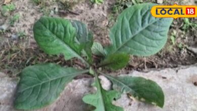 Health tips : घास-फूस समझकर न करें नजरअंदाज, औषधीय गुणों का खजाना है कुकरौंधा, तरीका यहां जानें - Uttar Pradesh News