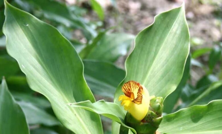 Insulin Plant for Diabetes Control Benefits Uses and Precautions | डायबिटीज में इंसुलिन प्लांट के फायदे