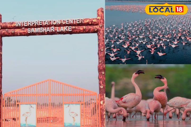 फ्लेमिंगो 