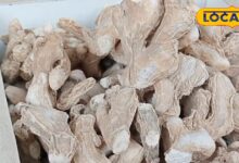 Winter Tips : सूखी अदरक सेहत के लिए खरा सोना, कब्ज की दुश्मन, उल्टे पांव भागेगी पुरानी खांसी, जानें सबकुछ - Uttarakhand News
