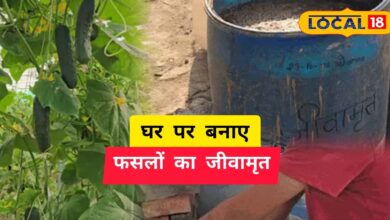 polyhouse farming success | greenhouse farming | agriculture tips Hindi | high profit farming | protected cultivation