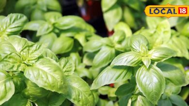 अगर आप भी हैं तुलसी और बेसिल को लेकर कंफ्यूज, तो यहां जानिए दोनों में अंतर और क्या है इनका इस्तेमाल - Uttarakhand News