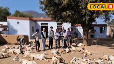 अलवर की देशी बकरी नस्लों को मिलेगी नई पहचान, ‘बतीसी’ बकरी बनी संभावित नई स्वदेशी नस्ल!