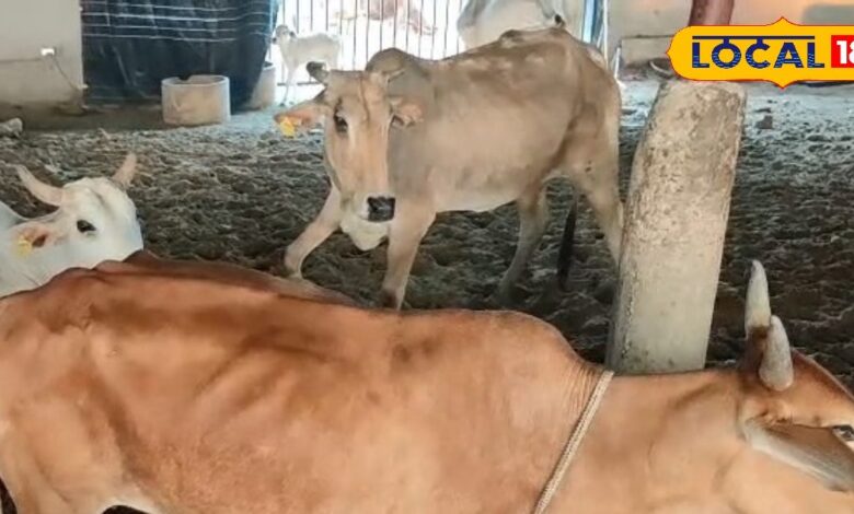 अलवर में युवाओं की गौ सेवा की मिसाल, दिव्यांग गोशाला बना घायल और दृष्टिहीन गायों के लिए जीवन का आश्रय!