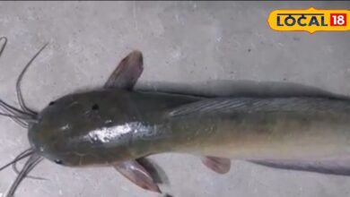 आप तो नहीं खा रहे ये मछली? बढ़ सकता है कैंसर का खतरा, इसे पालना-बेचना भी गैरकानूनी