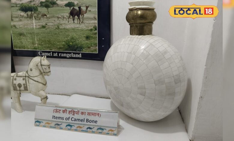 ऊंट की हड्डियों से बने चौंकाने वाले सामान! बीकानेर के इस संग्रहालय में छुपी है रेगिस्तान की अनोखी विरासत