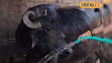 एक भैंस ने उड़ाई पुलिस की नींद! 4 घंटे की मशक्कत के बाद ऐसे मिला असली मालिक