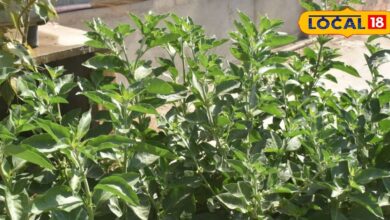 औषधीय खेती को नई उड़ान! सोजत मेहंदी के बाद राजस्थान के इस फसल को जीआई टैग, यहां होता है देश का 10% उपज