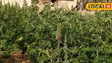 औषधीय गुणों का खजाना अरंडी पौधा, पाइल्स से लेकर घाव तक में असरदार - Madhya Pradesh News