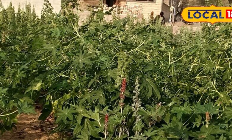 औषधीय गुणों का खजाना अरंडी पौधा, पाइल्स से लेकर घाव तक में असरदार - Madhya Pradesh News