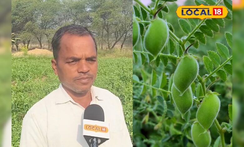 कच्चा चना ‘बुट’ बेचकर हुई बंपर कमाई, छत्तीसगढ़ के किसान की अनोखी खेती