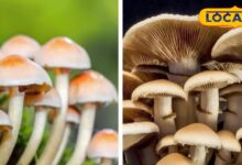 कमजोरी, थकान और ढीली मांसपेशियों से हैं परेशान, डाइट में शामिल करें मशरूम, शरीर को अंदर से रखेगा मजबूत