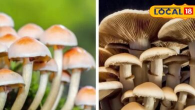 कमजोरी, थकान और ढीली मांसपेशियों से हैं परेशान, डाइट में शामिल करें मशरूम, शरीर को अंदर से रखेगा मजबूत