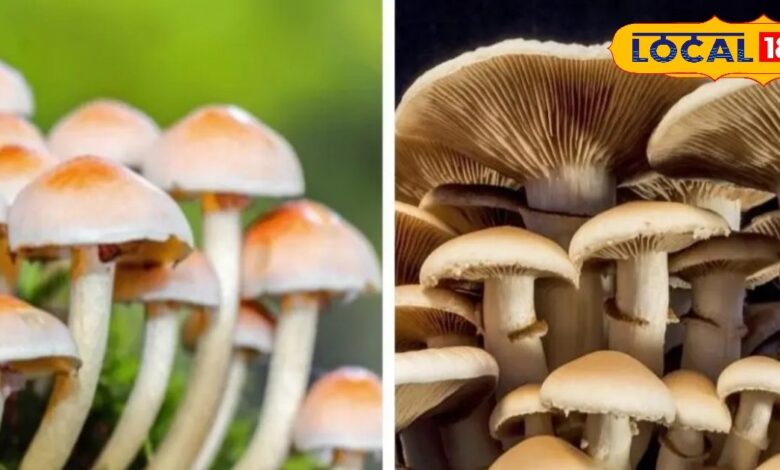 कमजोरी, थकान और ढीली मांसपेशियों से हैं परेशान, डाइट में शामिल करें मशरूम, शरीर को अंदर से रखेगा मजबूत