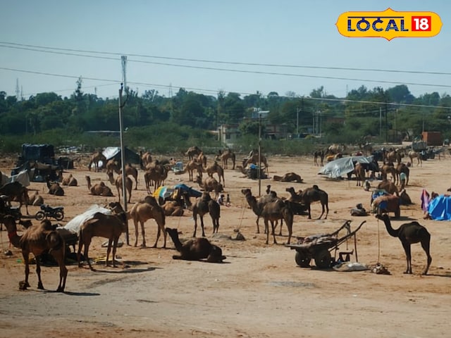 करौली: 1 फरवरी से सजेगा महाशिवरात्रि पशु मेला, ऊंट-घोड़े से लेकर गाय-भैंस...