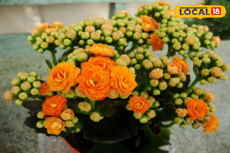 होम गार्डेनिंग 