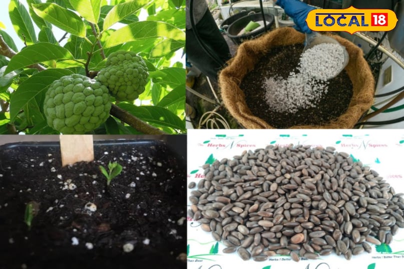 कस्टर्ड एप्पल जिसको हम सीताफल के नाम से जानते है एक स्वादिष्ट फल है जो अपनी अनूठी मलाईदार बनावट और मीठे, कस्टर्ड जैसे स्वाद के लिए जाना जाता है। इसे अक्सर शुगर एप्पल भी कहा जाता है। यह फल न केवल स्वादिष्ट है बल्कि पोषक तत्वों से भी भरपूर है। बागवानी में रुचि रखने वाले शुरुआती लोगों के लिए बीज से कस्टर्ड एप्पल उगाना एक फायदेमंद अनुभव हो सकता है। यह गाइड आपको कस्टर्ड एप्पल को सफलतापूर्वक उगाने में मदद करेगी।