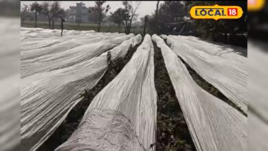 किसान अपनाएं यह खास तकनीक, कड़ाके की ठंड में भी हरी रहेंगी सब्जियां, पैदावार भी मिलेगी बंपर