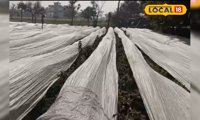 किसान अपनाएं यह खास तकनीक, कड़ाके की ठंड में भी हरी रहेंगी सब्जियां, पैदावार भी मिलेगी बंपर