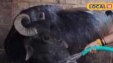 कोटा भैंस विवाद: मेडिकल टेस्ट से हुई पहचान