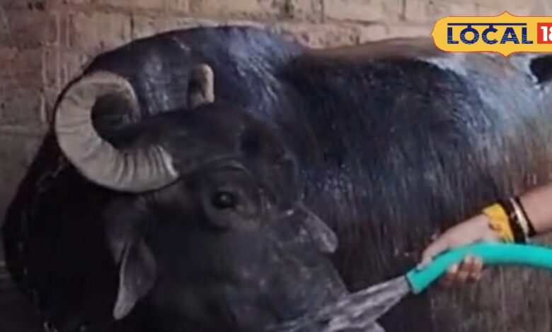 कोटा भैंस विवाद: मेडिकल टेस्ट से हुई पहचान