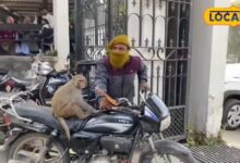 कोर्ट में इंसाफ की जगह मचा बंदर का आतंक, वकीलों पर झपट्टा, उदयपुर जिला न्यायालय कुछ देर को बना रहा ‘जंगल सफारी’