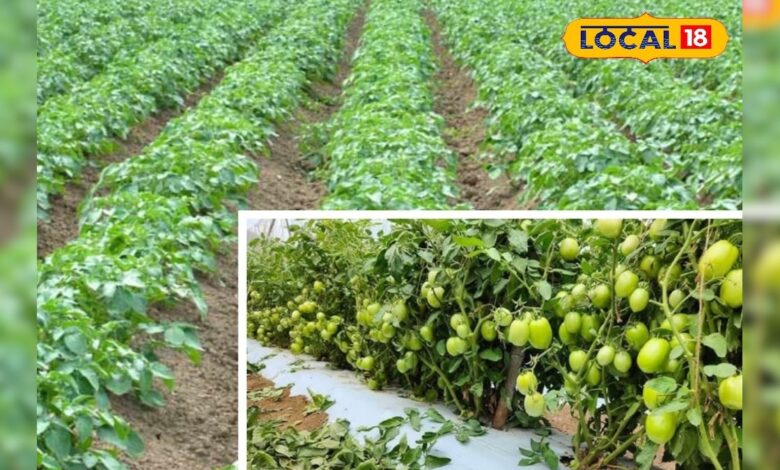 कोहरे और ठंड ने बढ़ाई किसानों की चिंता, आलू–टमाटर में झुलसा रोग फैलने का खतरा, देखें वीडियो!