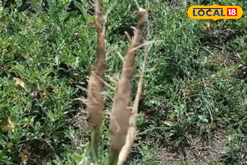 एग्रीकल्चर न्यूज़ एग्रीकल्चर न्यूज़