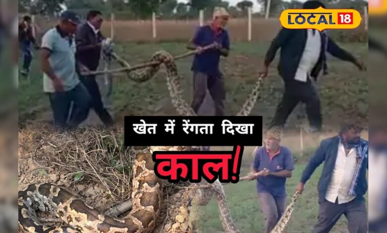 खेत में रेंग रही थी मौत की परछाई! किसानों ने पलटकर देखा तो सामने था 13 फीट लंबा कालत, मच गया हड़कंप