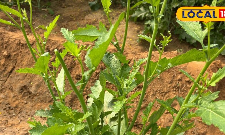 खेतों से थाली तक: सर्दियों की जान है राजस्थान की यह मशहूर सरसों की भुजिया....