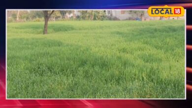 गेहूं की पत्तियां पड़ गई है पीली? जानें कारण, उपाय और फसल को हरा-भरा रखने का आसान तरीका
